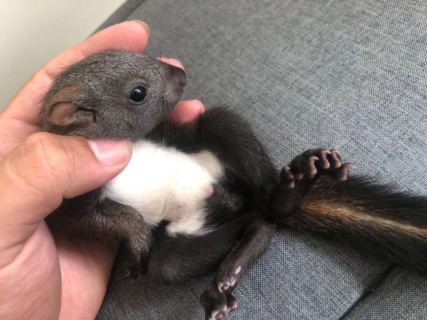 魔王松鼠怎么养,新手饲养指南