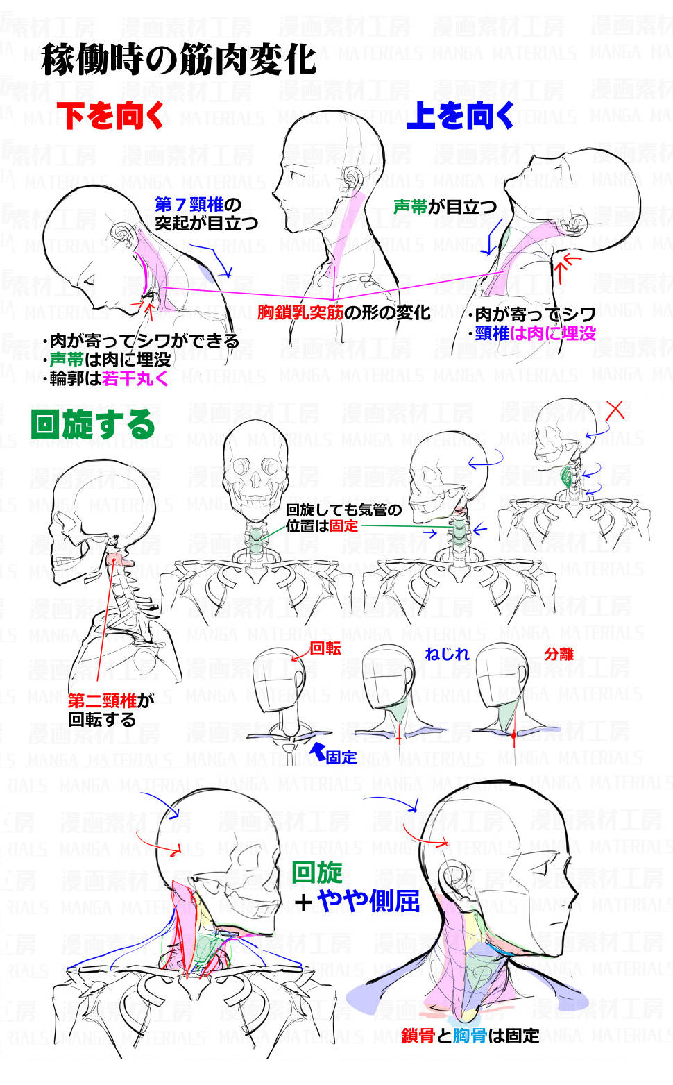 颈肩绘画素材.这算是一套冷门的绘画素材参考了