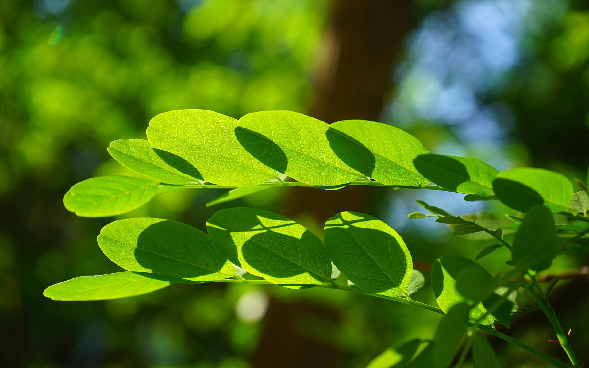 九月九日之后,迎来运势如虹,会时来运转,逆风而行的三大生肖