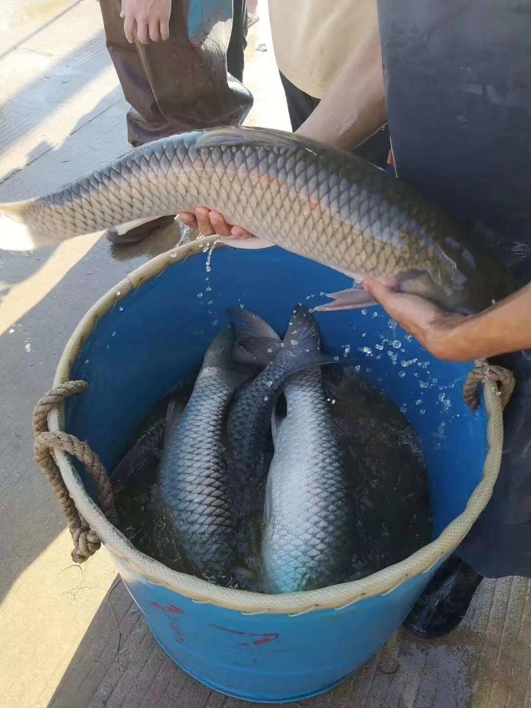 北京新發地市場全面復市草魚行情反彈豬肉太貴年底大草魚肯定吃香