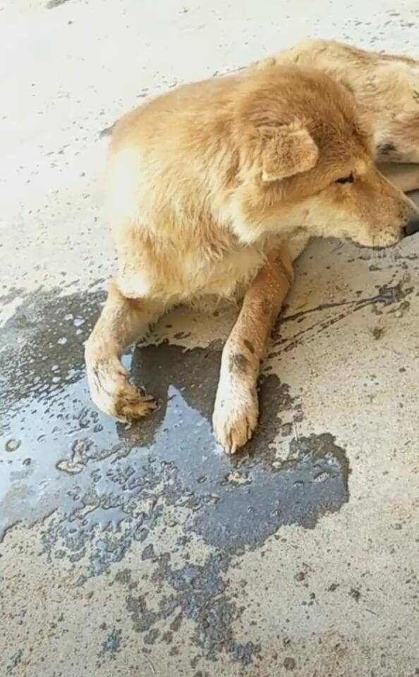 小狗吃食物中毒,主人一碗肥皂水灌下去,吐了一地!_狗狗