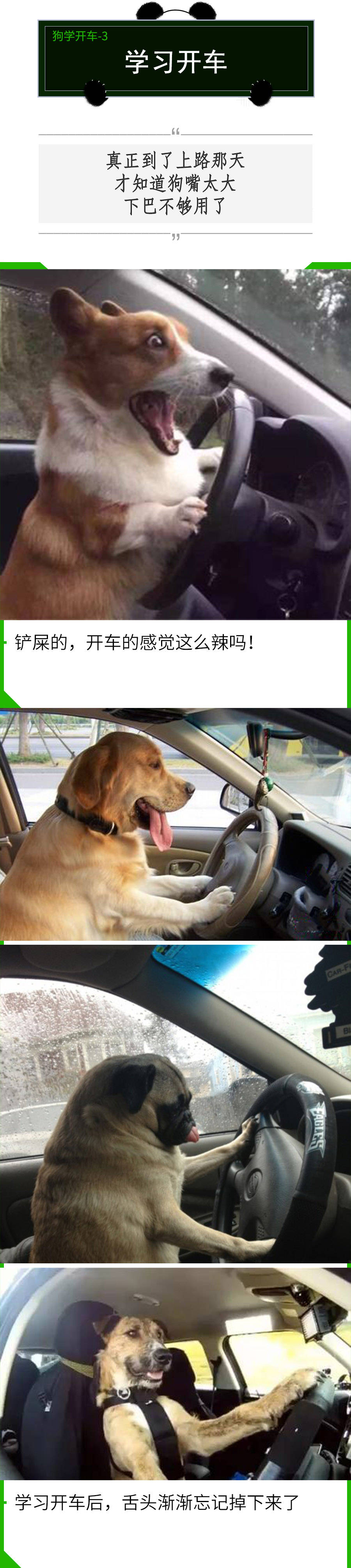 这年头狗都学会开车了而我还没有过科目二