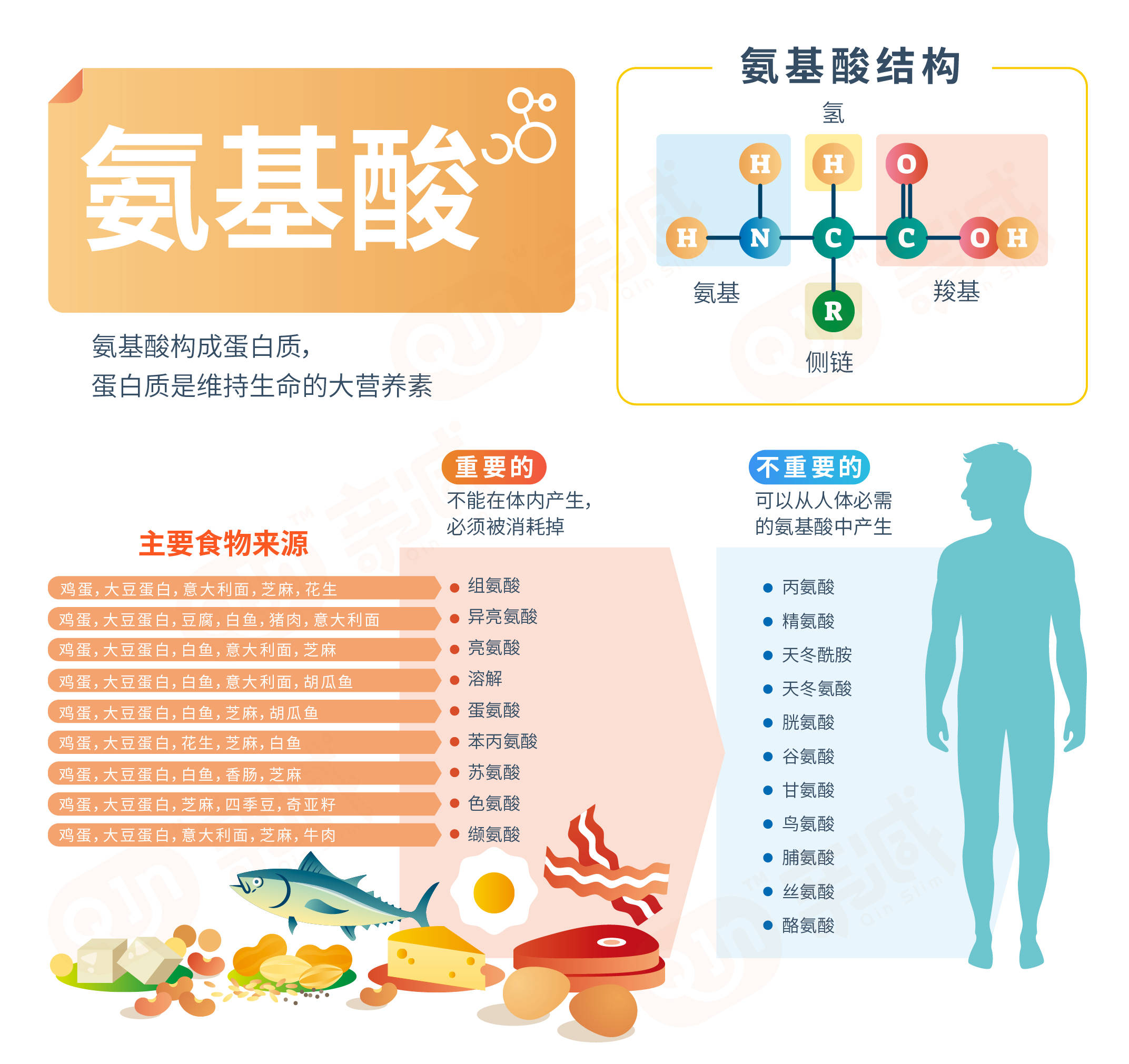 支链氨基酸的作用图片