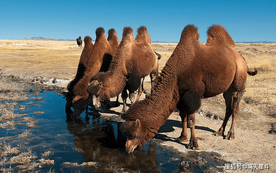 野骆驼种群图片