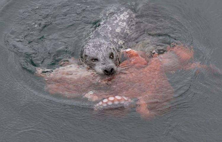 然而它却堪称是海洋里最具智慧的物种,就连海豚和鲸鱼都无法跟章鱼的