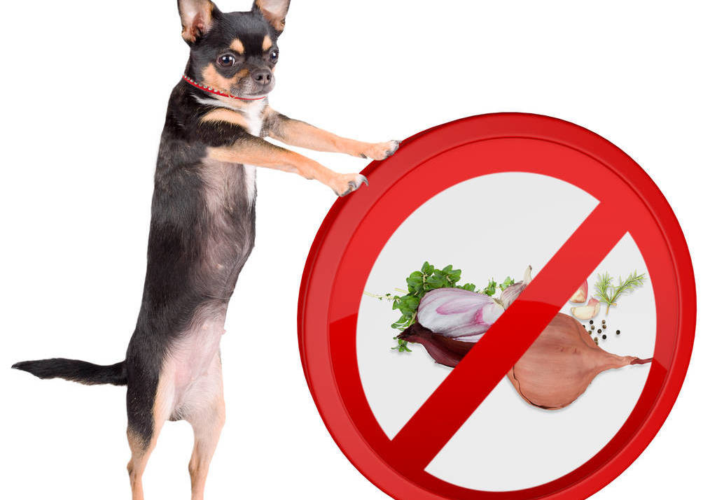 辟谣:洋葱可以预防狗狗感冒,其实给狗狗吃洋葱相当于吃毒药