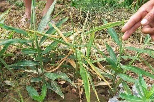 大姜根腐病防治:方法用不对,再治也白费!