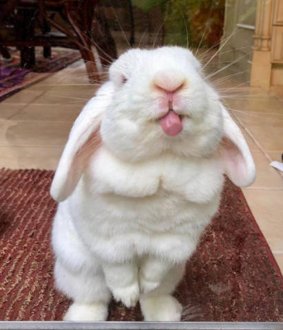 家养一只小兔子当宠物,不仅卖得一手好萌还是挖坑好手,网友:好萌