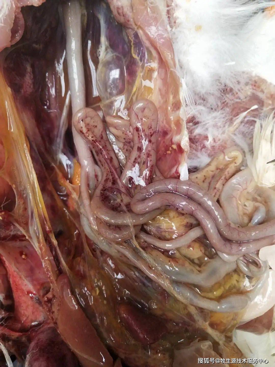 【牧生源动保原创技术】关于近期鸭霍乱的情况分享_手机搜狐网