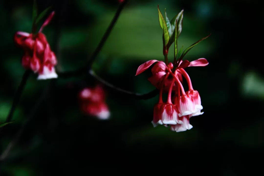 原创秋天怎么养倒挂金钟学会技巧花轻松开满枝头