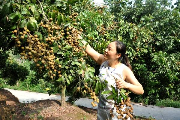 龙眼|江津区朱杨镇大溪沟龙眼带着甜蜜“卷土重来”