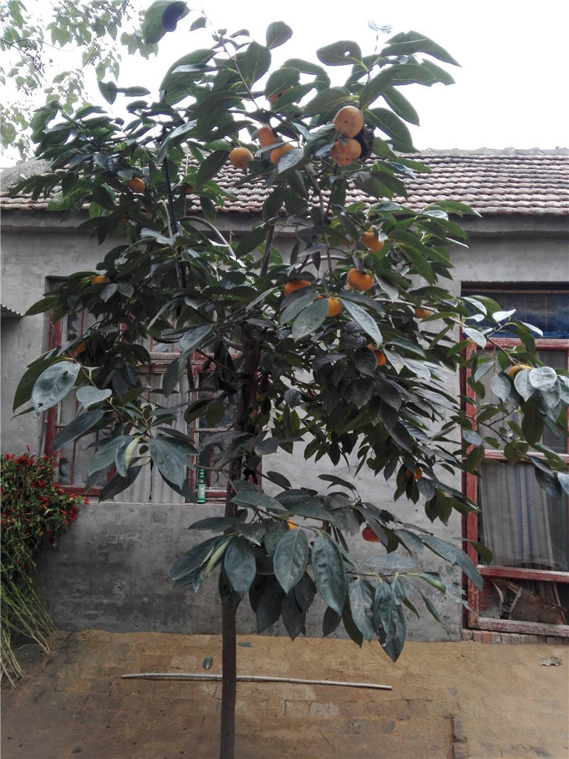 虽然房子很矮小,但院子还算不错,院子里的几株柿子树已经结满果实