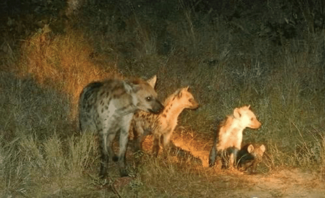 动物回交有没有伦理方面的问题?看完就知道了!