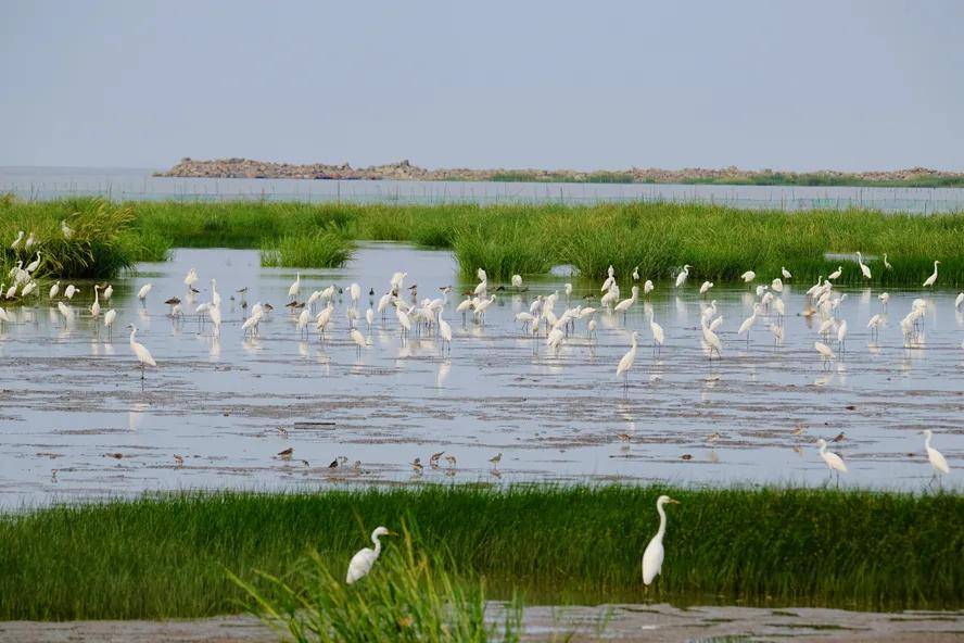 杭州湾新区最美季来啦大批候鸟飞抵杭州湾湿地