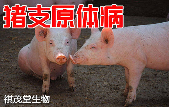 猪支原体肺炎认识的误区!