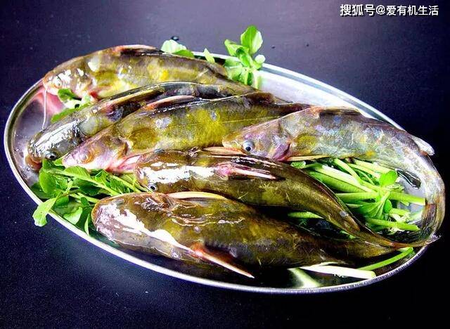 四川鱼类大全集图片