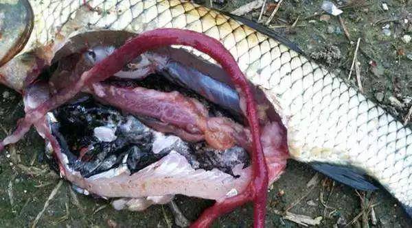 秋季是草鱼细菌性肠炎病的高发季节搞不好就会全塘死亡