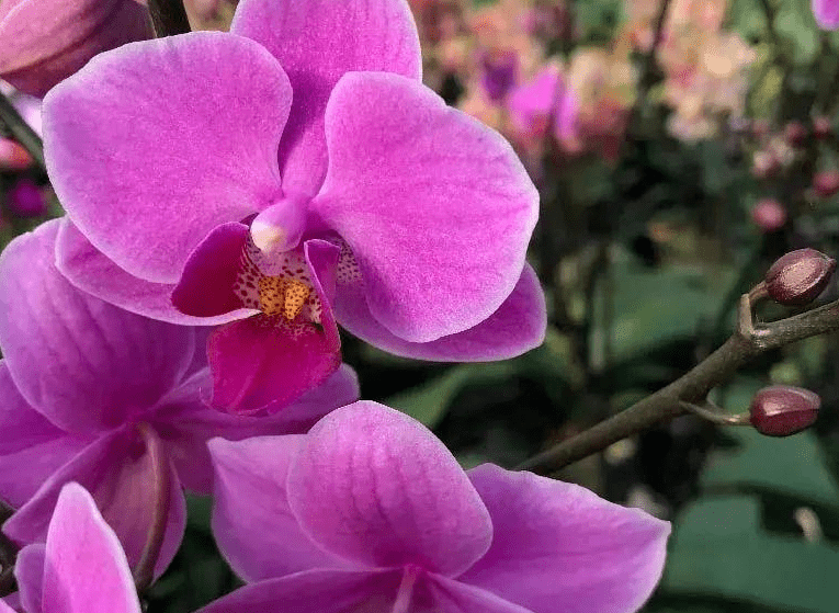 今年最火網紅花一次能開4個月枝條掛滿花蝴蝶