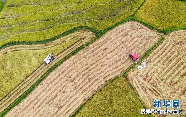 9月13日,霍山县下符桥镇三尖铺村.收割机在田间作业(无人机照片.