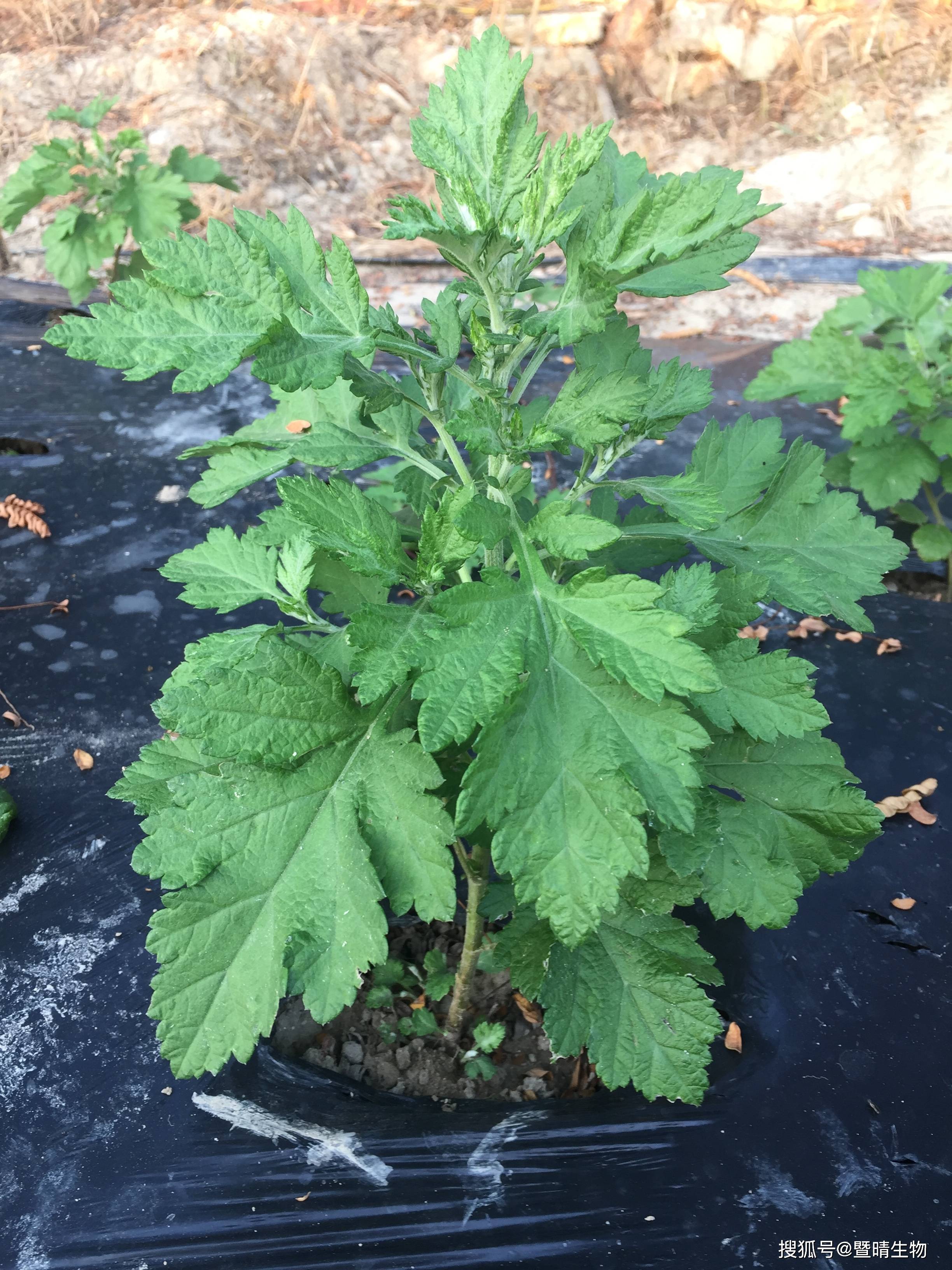 孕妇可以吃艾草吗?需要注意什么?暨晴为您解读.