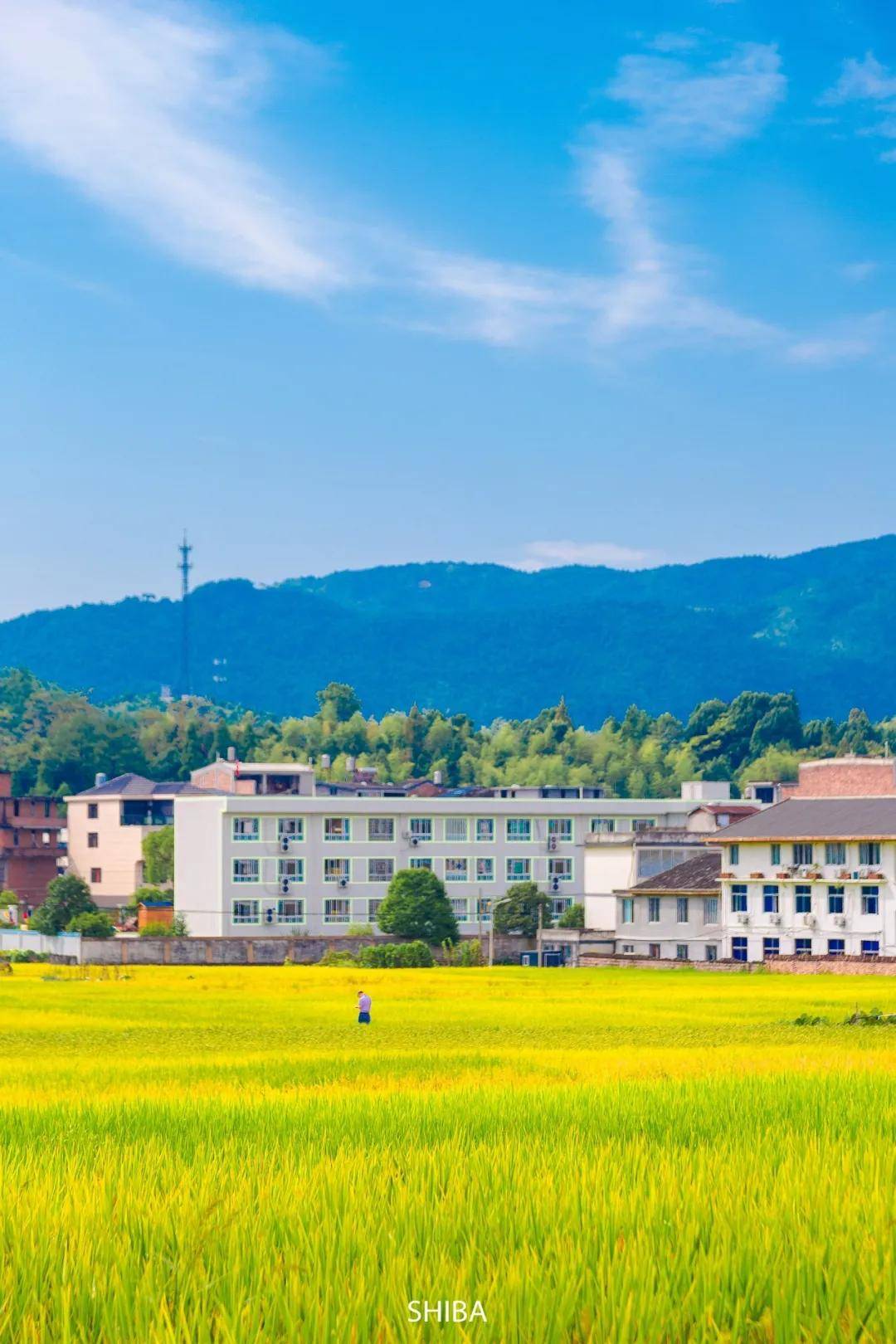 秋天,一定不要错过泰顺的这片乡村田野.