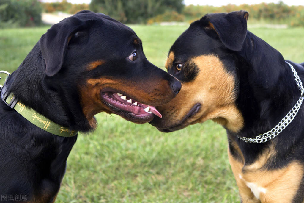 公认最帅气最勇敢的护卫犬——"杜宾犬"和"罗威纳犬"