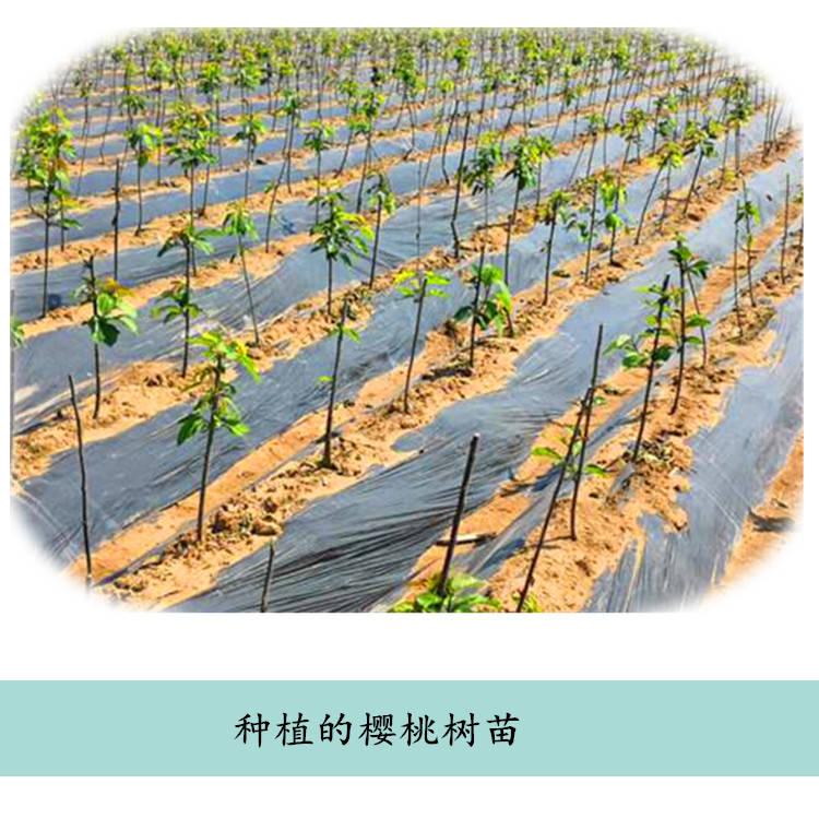 樱桃树苗基地樱桃苗樱桃果实一根株樱桃苗图片大樱桃树
