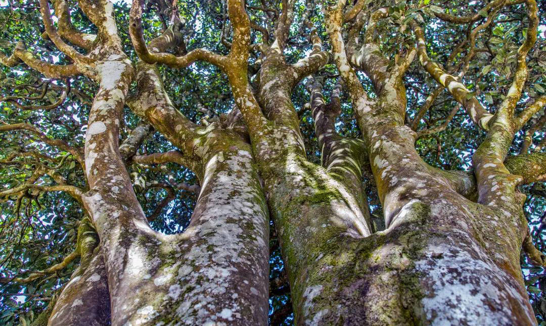 【合作社】南涧阿四合作社——原生无量山的绿色食品基地茶