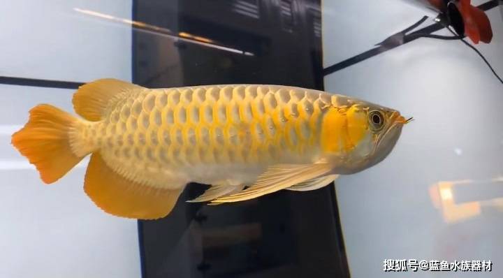 订阅 点击查看更多订阅内容> 对于各位龙鱼玩家来说,拥有一尾血统高贵