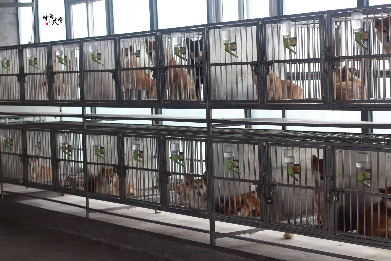 柴犬市场越来越乱,锋尚犬舍立志不忘初心,只做专业正规犬舍!