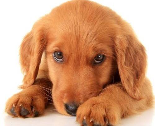 狗狗眼睛有乳白色分泌物