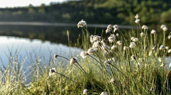 连电视都做不好，夏普凭什么撬动三大业务变革？-家电圈官网