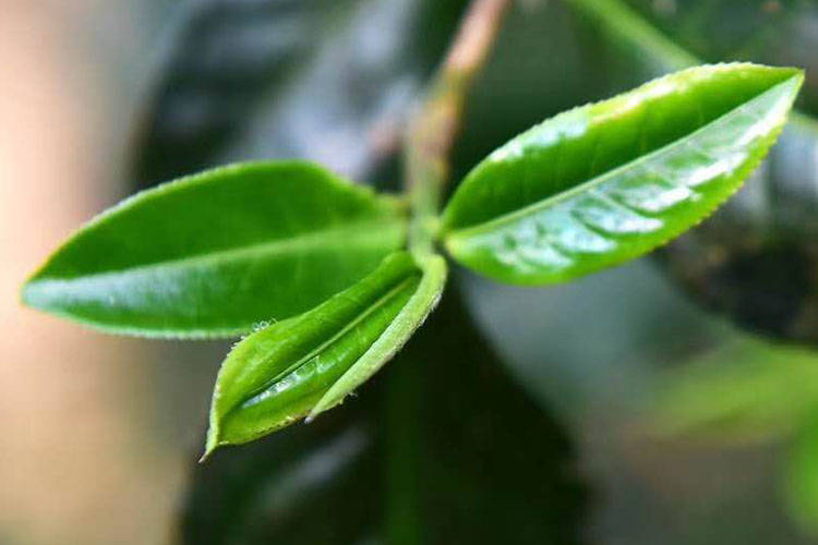 【干货分享】普洱茶的生茶 茶香会受什么影响?