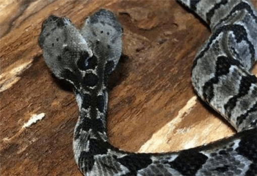 双头响尾蛇现世两个脑袋共用一个身子科学家比普通蛇更弱