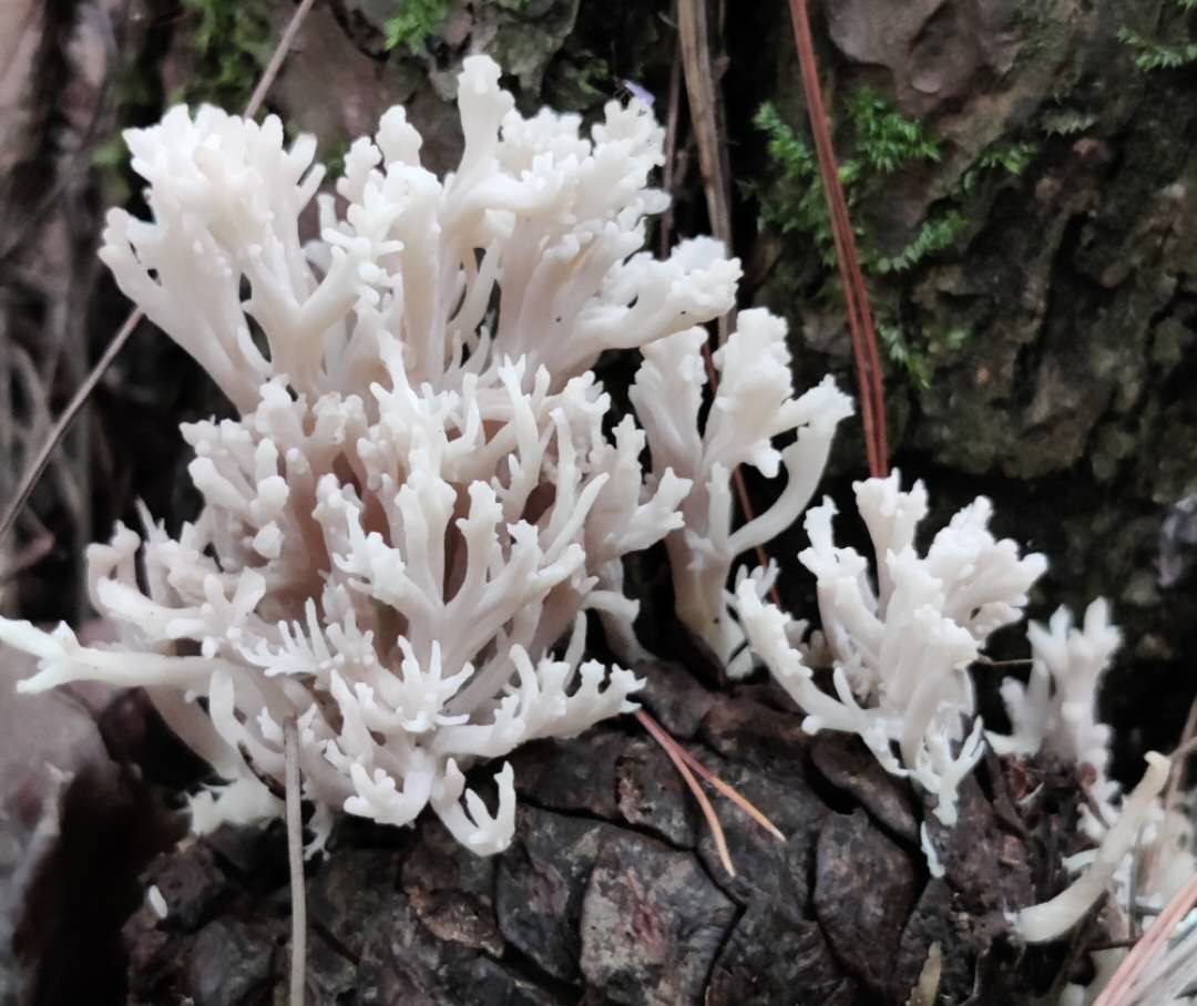 山里能吃的野生菌—"刷把菌",喜欢菌类的朋友可留意