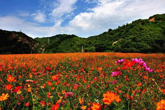 十一長假約嗎北京這個地方打造七彩夢幻花海遊人能拍一整天