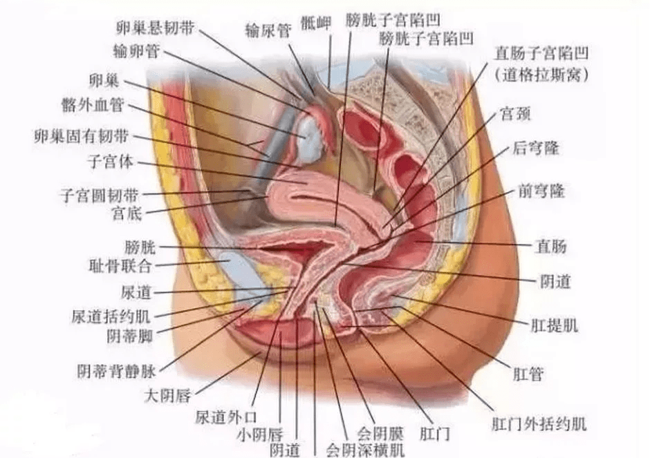 切除子宫后会不会还疼?医生:你的担心是不无道理的