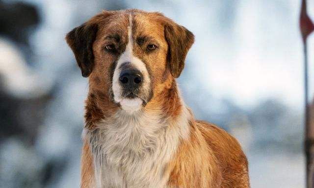 野性的呼唤狗是人类最忠诚的朋友神犬巴克的成王之路