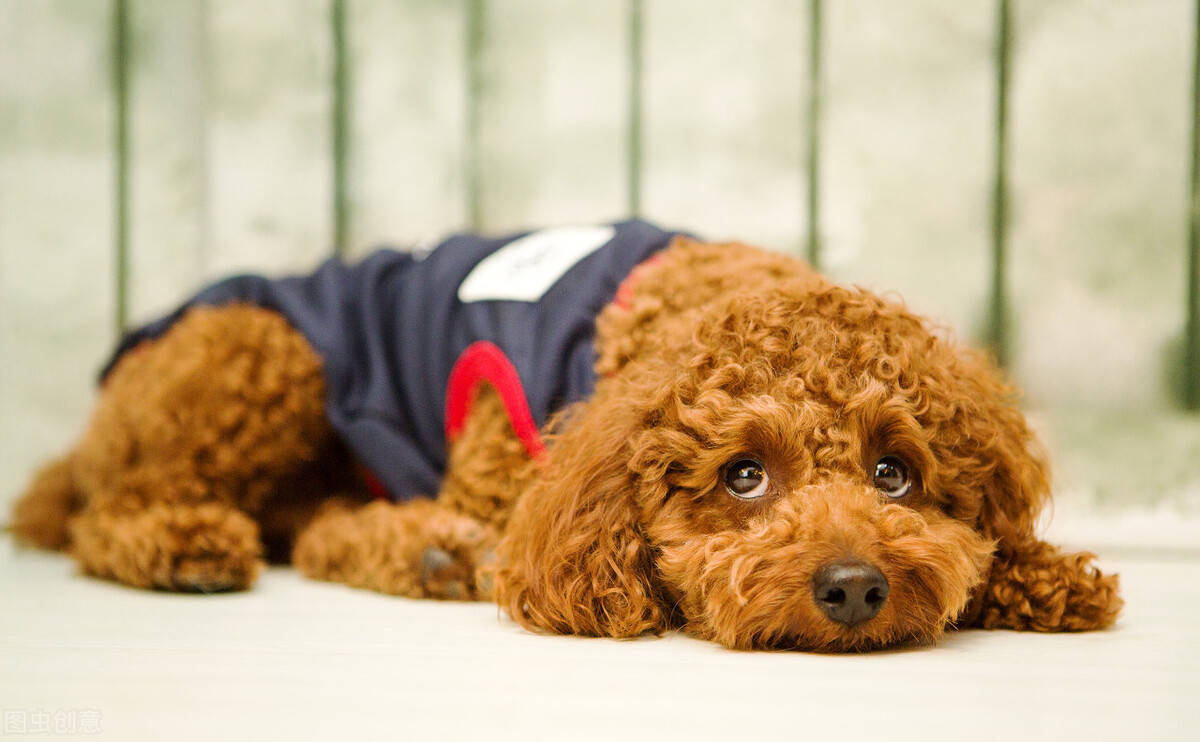 先别急着买狗窝泰迪会更喜欢睡在这几个地方