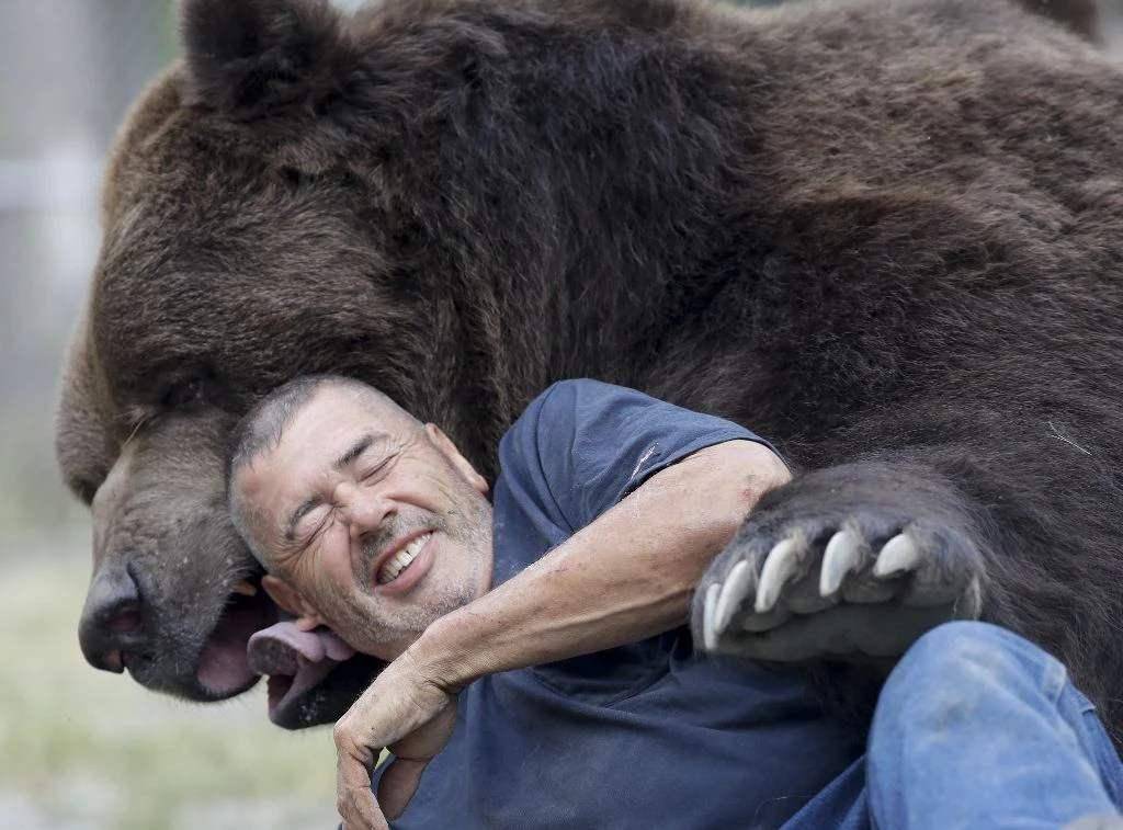 棕熊老大哥科迪亚克棕熊,超1600斤为世界最大,人类外无对手