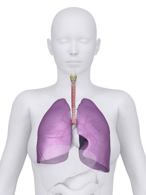 肺位置图 男人图片