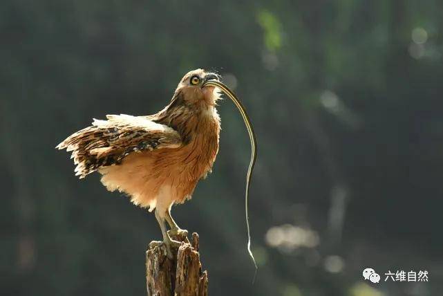 印一只马来渔鸮嘴叼一条小蛇不论小蛇怎样反击最终都被吞食