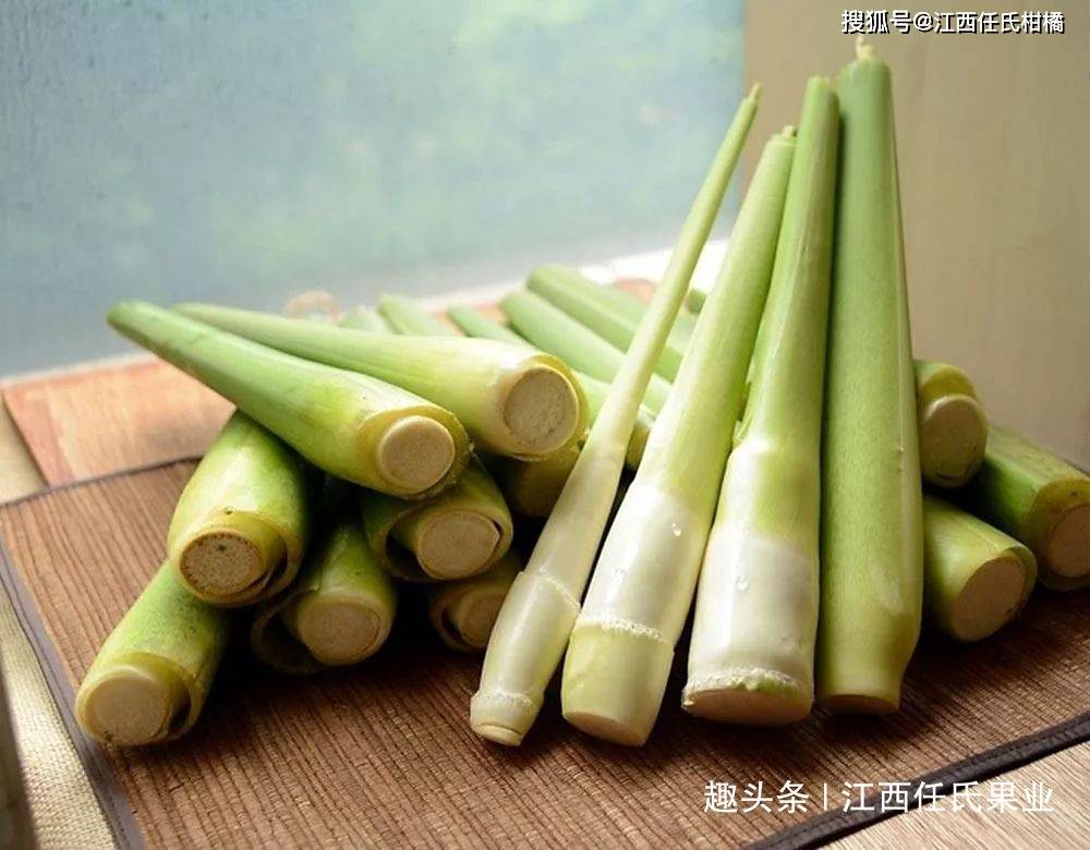 茭白的种植技术献给你!学会这些要求,一定高产大丰收