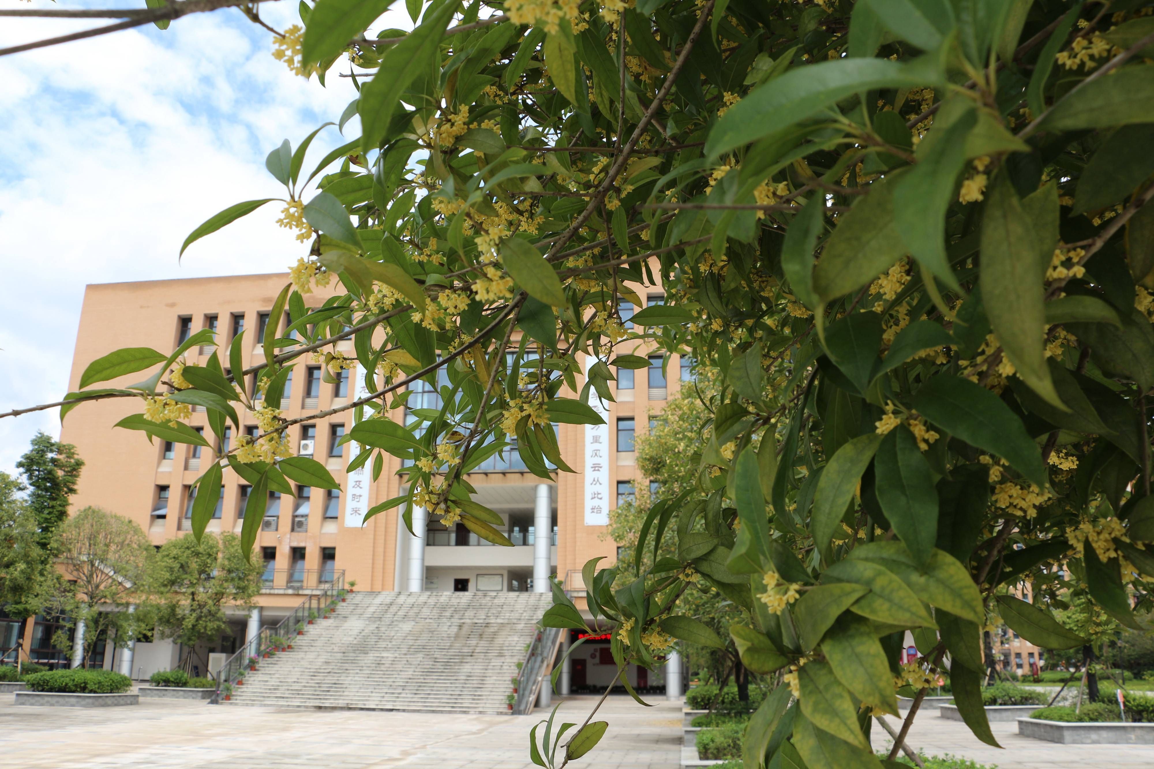 叙永三中:校园又闻桂花香_手机搜狐网