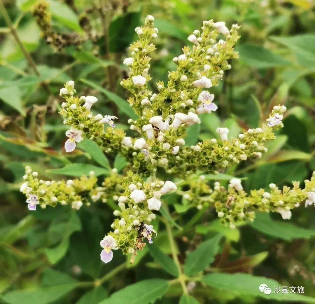 較高應用價值的藥用植物,比如土人參,枸杞葉,錦繡莧,馬齒莧,麻葉菜