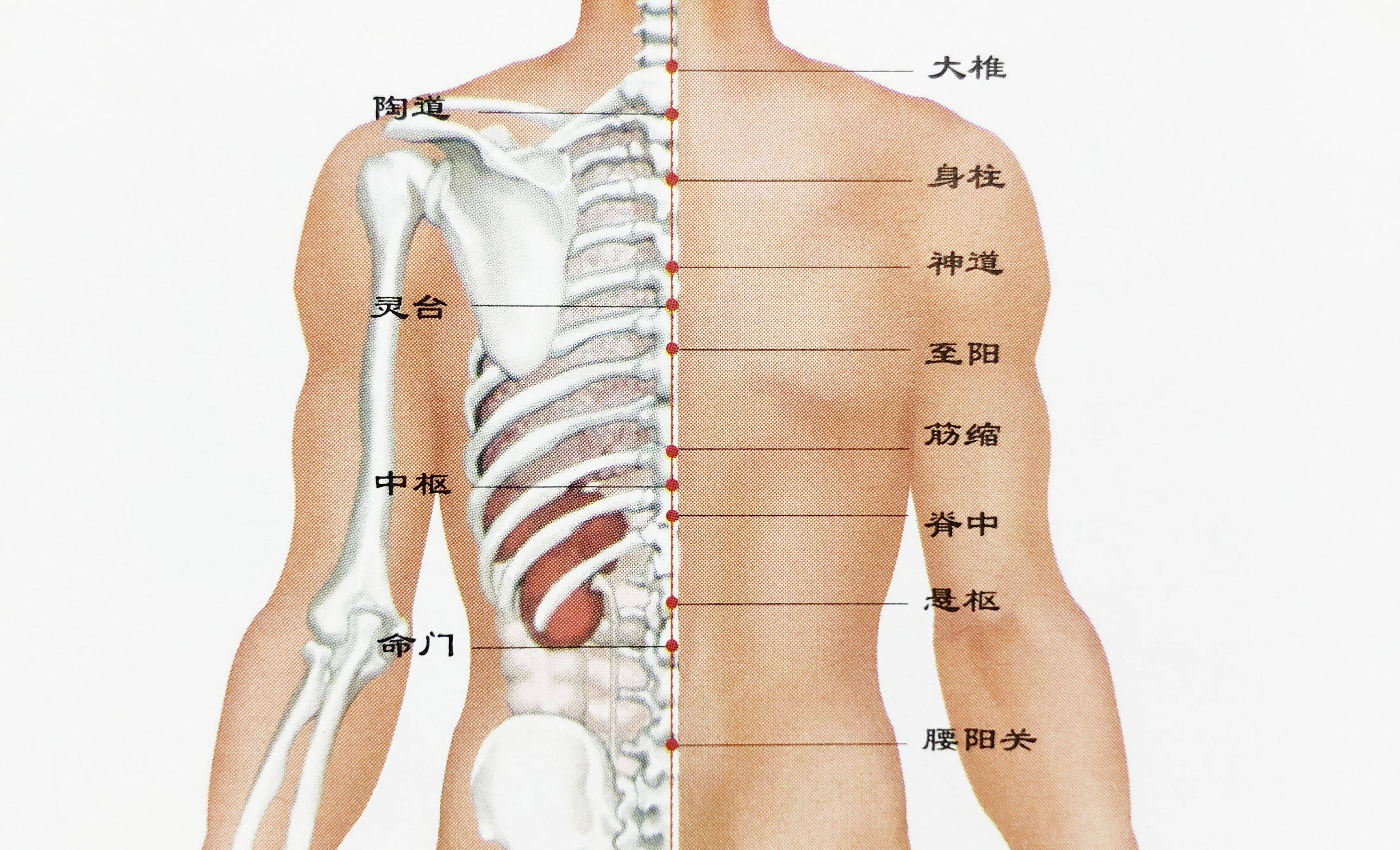 人体准确位置图背部图片