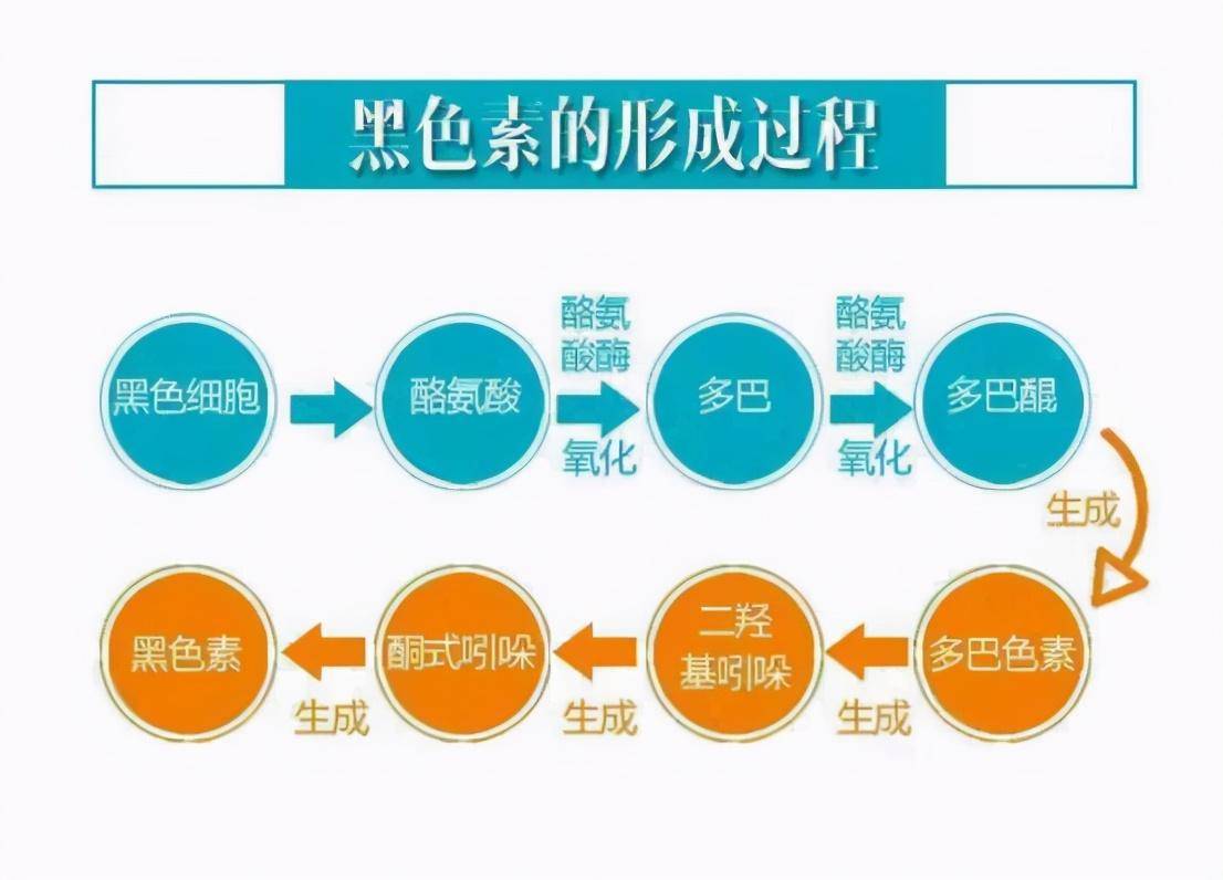 面部长斑位置对应器官图片