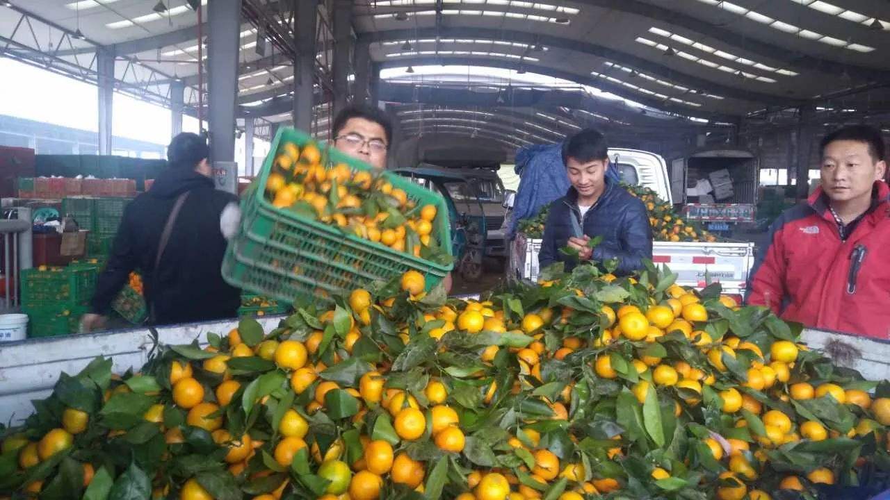 水果批发怎么运作的