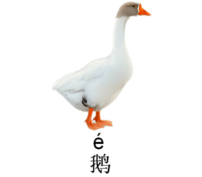 家长准备鹅和鱼的图片或多媒体资料,放在孩子的面前,依次对应的说出各