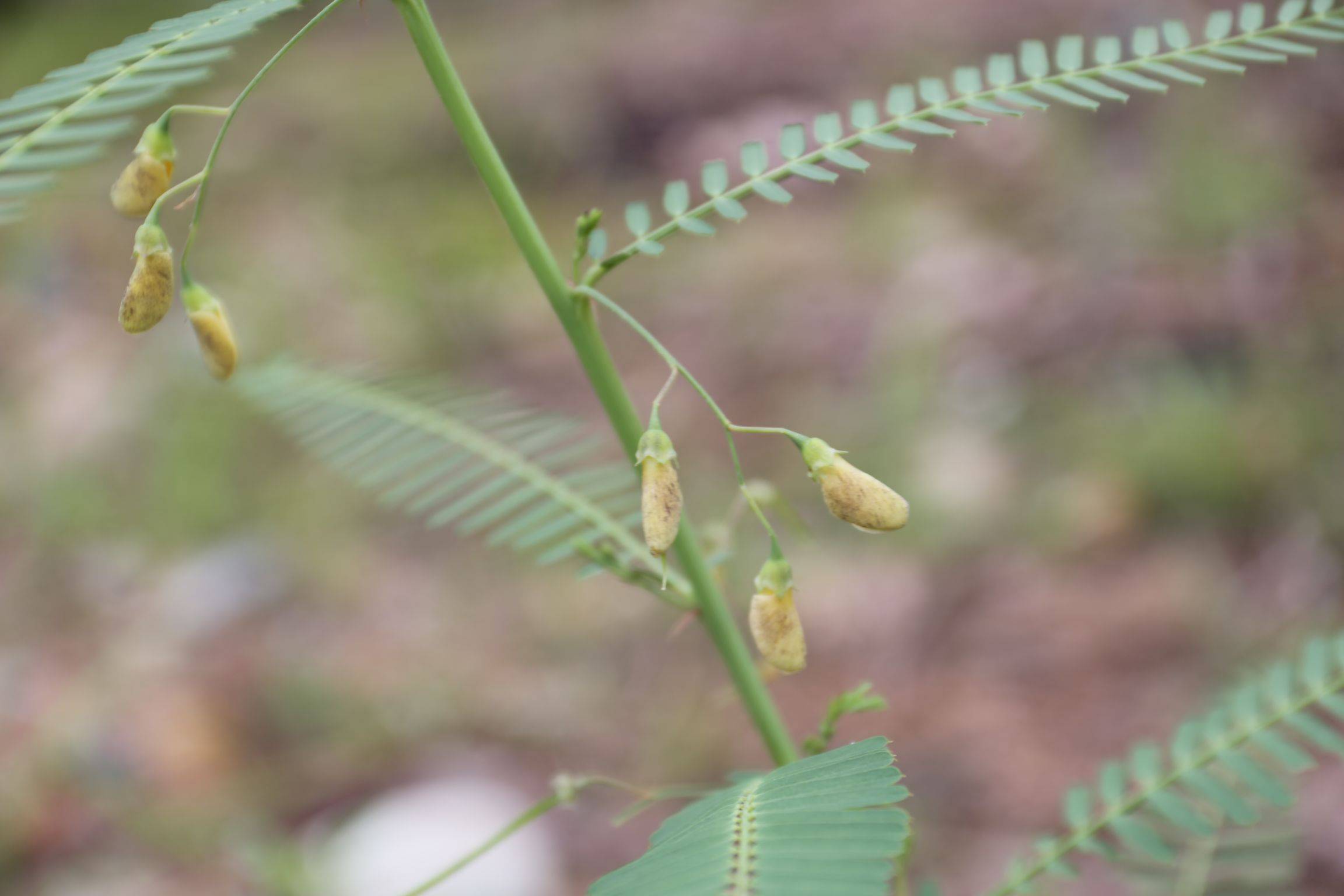 庆元植物1266-豆科-田菁属-田菁